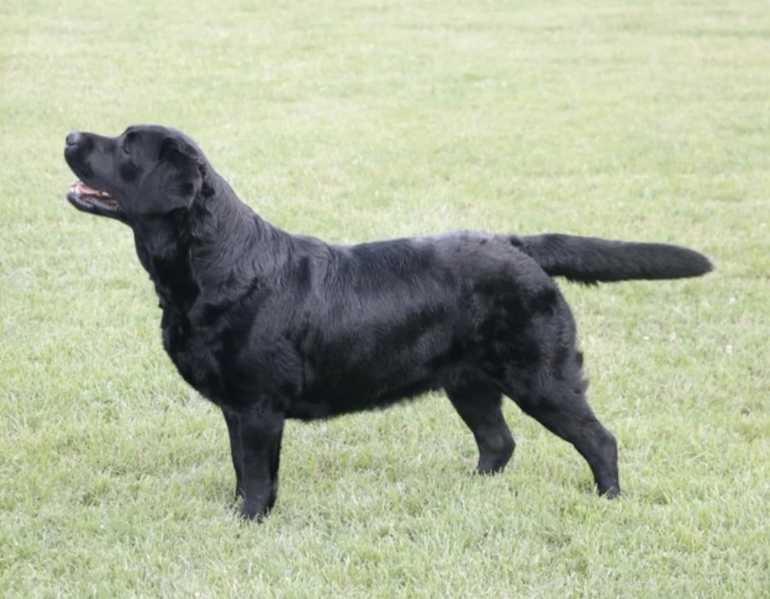 High Altitude Labrador Retrievers