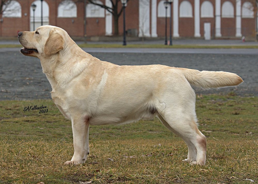 High Altitude Labrador Retrievers