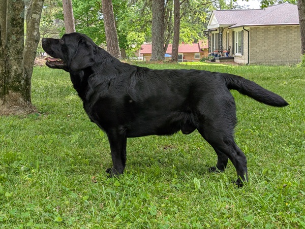 High Altitude Labrador Retrievers